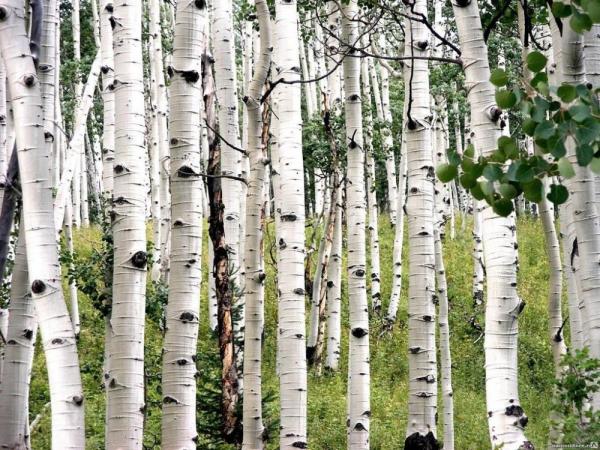 Березы лист экстракт сухой водорастворимый лат.  Betulae folia